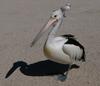 Australian Pelican and friend 1