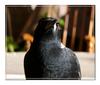 Australian Magpie