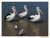 Australian Pelicans