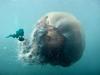 Giant Jellyfish