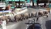 Elephant Crossing