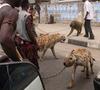 Nigerian Pets