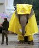Elephant Raincoat