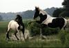Playing Horses