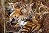 Tiger cub