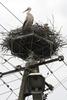 Nesting white stork