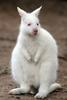 ARGENTINA - ALBINO WALLABY