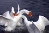 Fighting Swan Geese