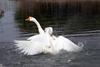 Fighting Swan Geese