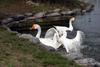 Fighting Swan Geese