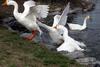 Fighting Swan Geese