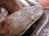 Epicrates striatus striatus (Dominican Boa, Boa Hispaniola) Dominican Republic