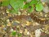 Epicrates striatus striatus (Dominican Boa, Boa Hispaniola) Dominican Republic