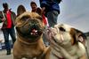 Bulldog friends