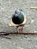Pigeon with a bread-made 'necklace'