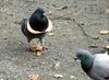 Pigeon with a bread-made 'necklace'