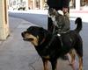 dog-cat-rat tower