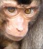 funny face, monkey