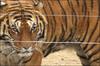 funny face, tiger
