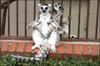 funny position, ringtail lemur