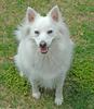 American Eskimo Dog