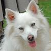 American Eskimo Dog