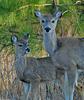 White-tailed Deer