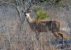 White-tailed Deer