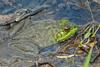 Bullfrog (Rana catesbeiana)