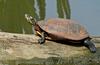 Eastern Painted Turtle (Chrysemys picta picta)