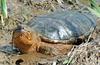 Eastern Snapping Turtle (Chelydra serpentina) 302