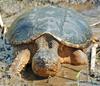 Eastern Snapping Turtle (Chelydra serpentina) 303