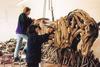 Driftwood horses