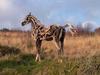 Driftwood horses