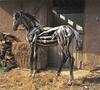 Driftwood horses