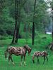 Driftwood horses