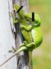 Lizard Porn