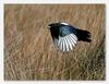flight