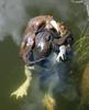 Common Toads' Mating Ritual