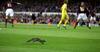 Squirrel invasion in Soccer Field