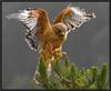 Landing Hawk