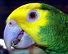 Parrot
