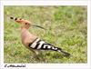 Hoopoe