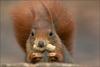 Nut eater