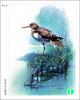 [WY scan] Zeng Xiao Lian - 閑庭信步(紅???鷸) - Common Redshank