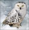 Snow Owl