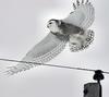 Snow Owl