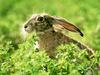 Black-Tailed Jackrabbit / Lepus californicus