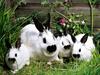 Bunch o' Bunnies