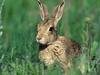 Cottontail Rabbit